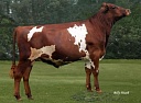 Айрширы (Ayrshire)