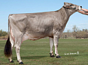 Бурые швицкие (Brown Swiss)