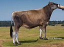 Джерсы (Jersey)